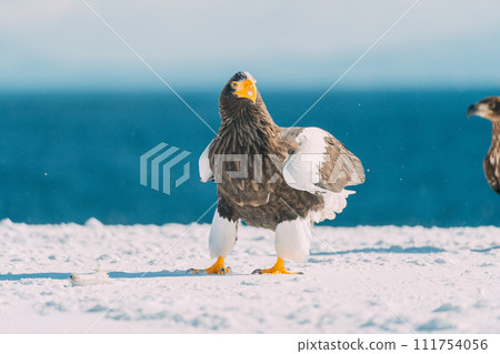 White-tailed fly over ice floe 111754056