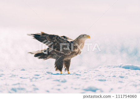 白尾飛過浮冰 白尾飛過浮冰 111754060