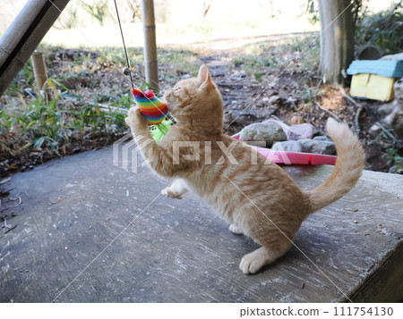 Cute kitten playing engrossed 111754130
