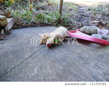 Cute kitten playing engrossed 111754165