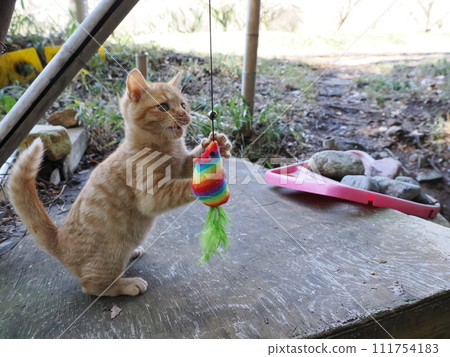 Cute kitten playing engrossed Cute kitten playing engrossed 111754183