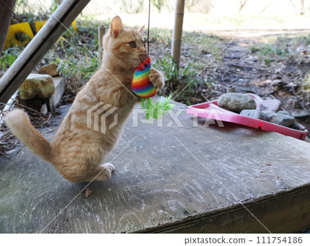 Cute kitten playing engrossed 111754186