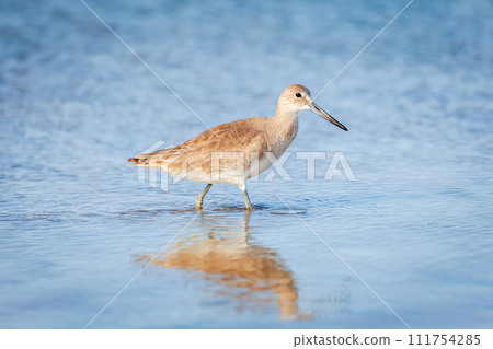 Willet wading 111754285