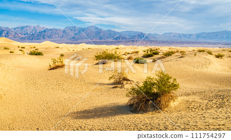 Mesquite Flat Sand Dunes 111754297
