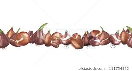 Flower bulbs. Seamless pattern. Botanical ornate with bulbs of tulips, daffodils. Watercolor illustration of spring plants. For the design of books, magazines, booklets, cards and labels. 111754322