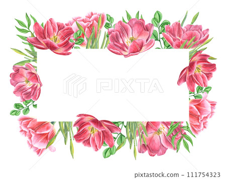 Spring flowers, leaves. Double pink tulips, daffodil buds with greenery. Horizontal frame with text space. Watercolor illustration. For invitation, greeting, mother day cards. 111754323