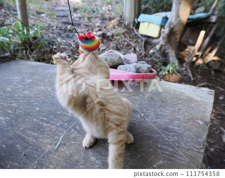 Cute kitten playing innocently Cute kitten playing innocently 111754358