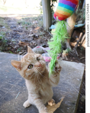 Cute kitten playing innocently Cute kitten playing innocently 111754404