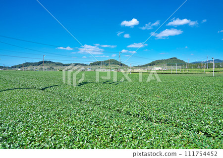 [Chiran tea fields spread out all over] Eicho-gun, Minamikyushu City, Kagoshima Prefecture 111754452