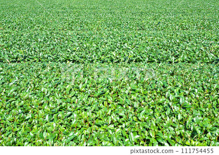 [Chiran tea fields spread out all over] Eicho-gun, Minamikyushu City, Kagoshima Prefecture 111754455