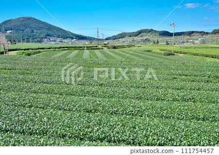 【知覽茶田遍佈】鹿兒島縣南九州市愛長郡 111754457
