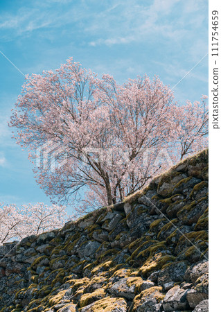 在石垣盛開的櫻花 在石垣盛開的櫻花 111754659