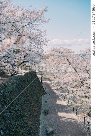 閃耀在藍天的櫻花 閃耀在藍天的櫻花 111754660