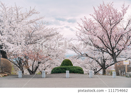 櫻花盛開的公園 111754662