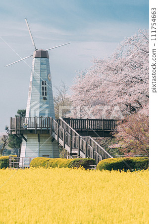 有油菜花、櫻花和油菜花的風景 111754663