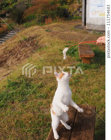 A cat playing with a cat 111754683