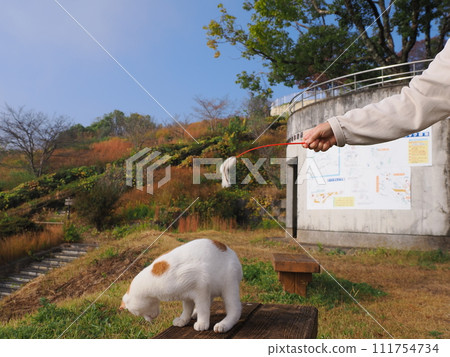 一隻貓和一隻貓一起玩 一隻貓和一隻貓一起玩 111754734