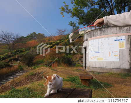 A cat playing with a cat 111754737