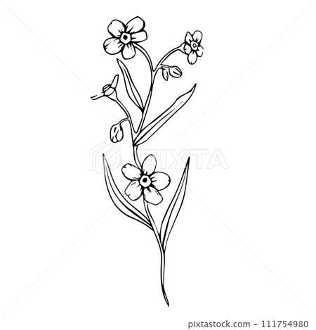 forget me not flowers. Set of vector botanical line art. Hand drawn line leaves branches and blooming. Wedding wildflowers for invitation save the date card. Vector greenery for logo and tattoo 111754980