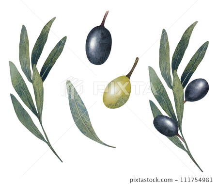 Vector olive tree leaves, branch, watercolor green and black olives fruit isolated on white background. Hand painted floral illustration for wedding stationary, greetings, wallpapers, print, fabric Vector olive tree leaves, branch, watercolor green and black olives fruit isolated on white background. Hand painted floral illustration for wedding stationary, greetings, wallpapers, print, fabric 111754981