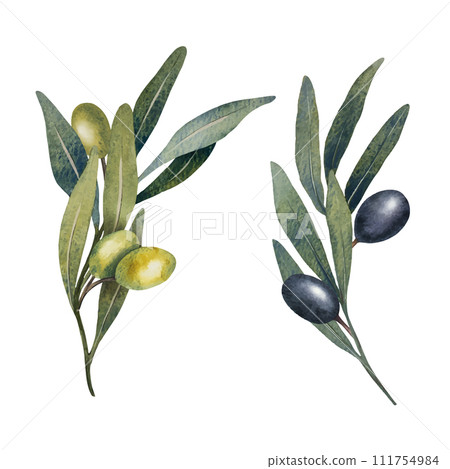 Vector olive tree leaves, branch, watercolor green and black olives fruit isolated on white background. Hand painted floral illustration for wedding stationary, greetings, wallpapers, print, fabric Vector olive tree leaves, branch, watercolor green and black olives fruit isolated on white background. Hand painted floral illustration for wedding stationary, greetings, wallpapers, print, fabric 111754984