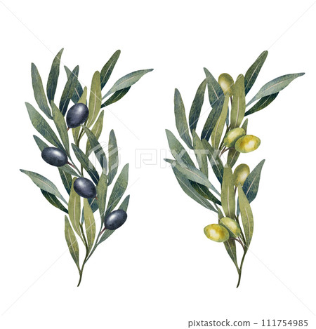 Watercolor olive tree leaves, branch, green and black olives fruit isolated on white background. Hand painted floral illustration for wedding stationary, greetings, wallpapers, print, fabric Watercolor olive tree leaves, branch, green and black olives fruit isolated on white background. Hand painted floral illustration for wedding stationary, greetings, wallpapers, print, fabric 111754985