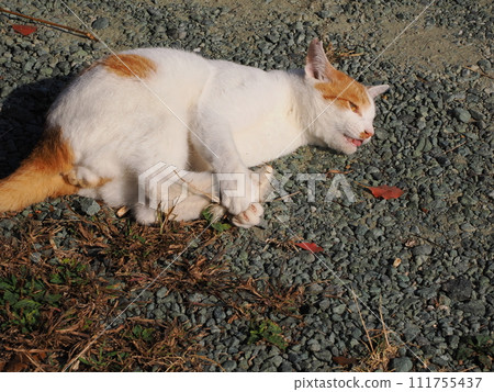 一隻貓玩著破碎的貓砂的可愛表情 一隻貓玩著破碎的貓砂的可愛表情 111755437