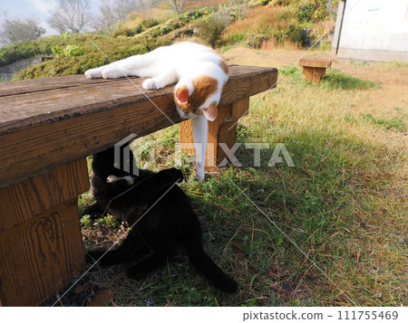 Cute expression of a cat playing with a broken cat litter Cute expression of a cat playing with a broken cat litter 111755469