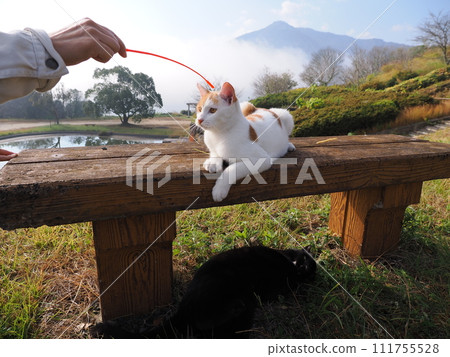 Cute expression of a cat playing with a broken cat litter Cute expression of a cat playing with a broken cat litter 111755528