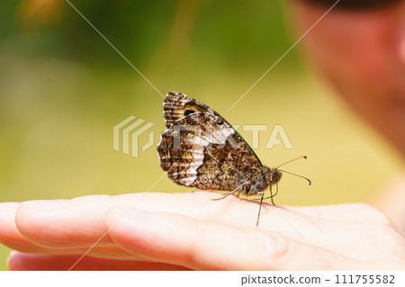 Butterfly sitting on the female hand 111755582