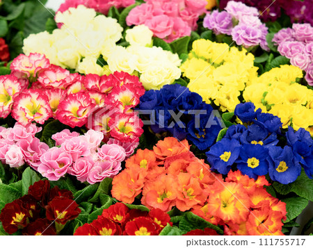 Primula polyantha flower seedlings Primula polyantha flower seedlings 111755717