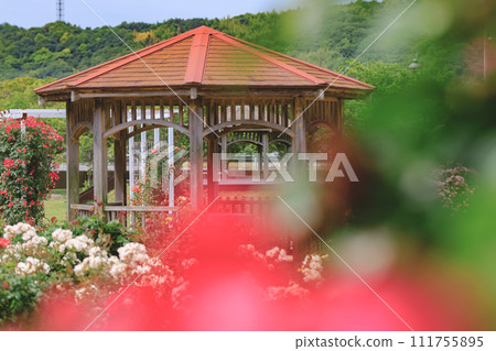 玫瑰的風景 111755895