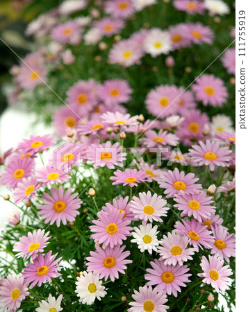 粉紅色的瑪格麗特 粉紅色的瑪格麗特 111755919