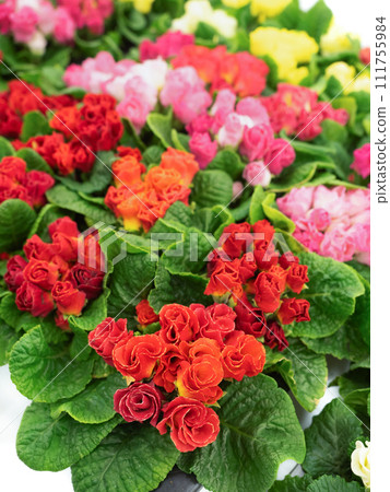 Primula julian flower seedlings Primula julian flower seedlings 111755984