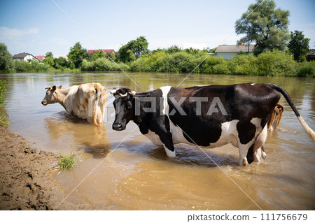 cows bathe in the river near the village in hot summer cows bathe in the river near the village in hot summer 111756679