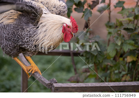 beautiful chickens and roosters outdoors in the yard. 111756949