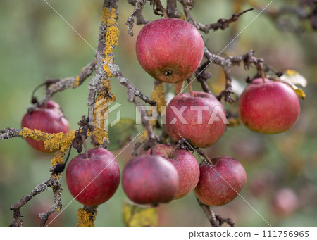 many ripe red apples on a tree branch. 111756965
