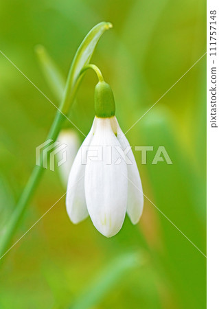 Flowers around the house - various seasons - the white fairy of early spring - white daffodils have bloomed 111757148