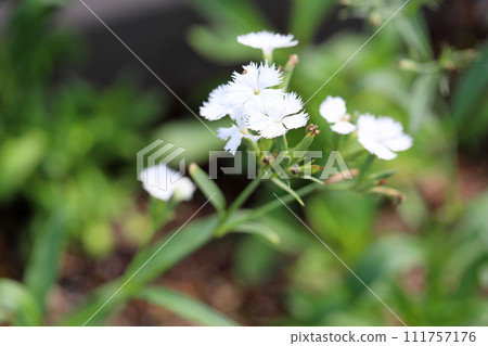 石竹花 111757176