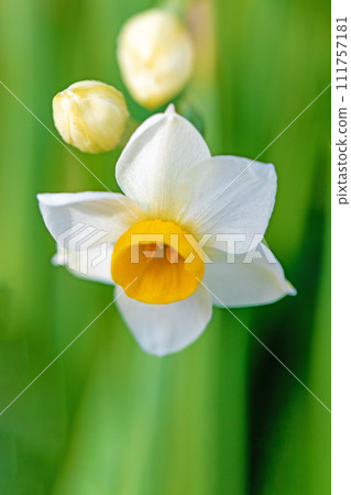 房子周圍鮮花盛開-各個季節-早春的白色仙女-白色的水仙花已經綻放 111757181