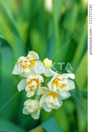 房子周圍鮮花盛開-各個季節-早春的白色仙女-白色的水仙花已經綻放 111757182