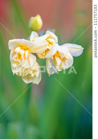 房子周圍鮮花盛開-各個季節-早春的白色仙女-白色的水仙花已經綻放 111757183