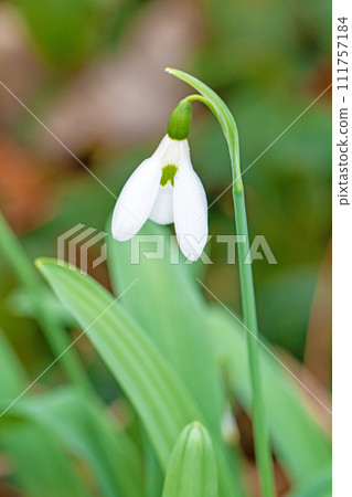 房子周圍鮮花盛開-各個季節-早春的白色仙女-白色的水仙花已經綻放 房子周圍鮮花盛開-各個季節-早春的白色仙女-白色的水仙花已經綻放 111757184