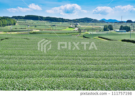 【知覽茶田遍佈】鹿兒島縣南九州市愛長郡 111757198
