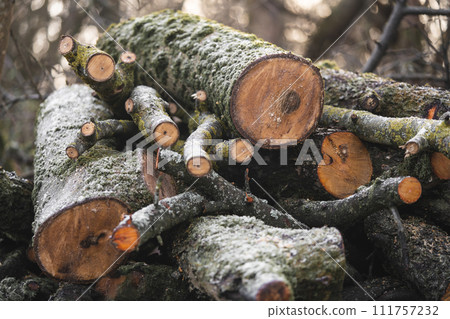 many cut trees in the forest for firewood many cut trees in the forest for firewood 111757232