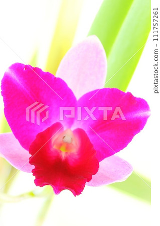 Pink Cattleya Bright Background Western Orchid 111757261