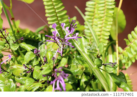 Plectranthus花 Plectranthus花 111757401