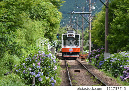Hydrangea train leaving 111757743