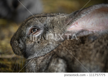 a beautiful grey domestic rabbit is grazing and walking in the enclosure outdoors 111757775