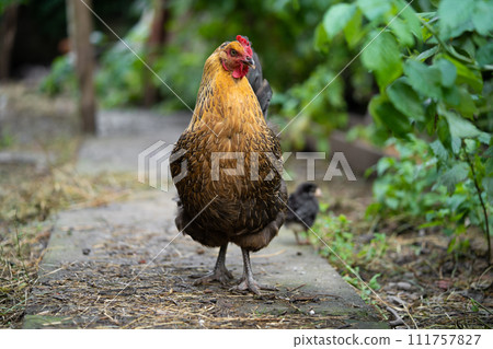 a beautiful adult hen walks with her chicks a beautiful adult hen walks with her chicks 111757827